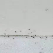 Eliminate Ants Instantly with Two Common Kitchen Items and Destroy the Nest