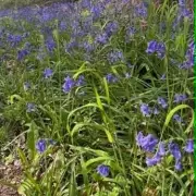 Enchanted Bluebell Forest Walk with Café and Farm Shop Discovered