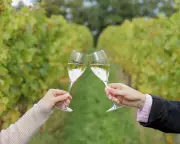 English Wines Toast Record Gold Medal Haul at International Wine Challenge
