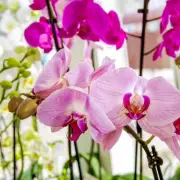 Essential First Task for New Orchid Owners: Find the Right Spot