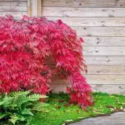 Essential Spring Mulching Task for Japanese Maple Trees Revealed