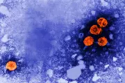 Experimental Hepatitis B Drug Shows Promise for 'Functional Cure' in Some Patients