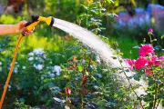 Expert Tips: Best Time to Water Plants During UK Heatwave