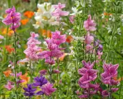 Fill Summer Border Gaps: Plant Salvias, Dahlias, Sedums Now