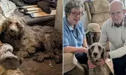 Final Poodle from Horrific 250-Dog Hoarding Case Finds Loving Home