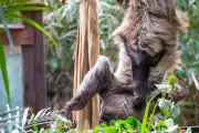 First Baby Sloth Born in Scotland Named After David Attenborough