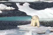 First Bird Flu Case in Polar Bear in Europe Confirmed in Norway