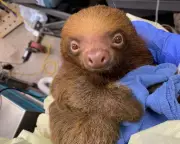 Florida Launches Criminal Probe into Deaths of 31 Sloths at Theme Park
