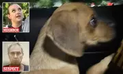 Florida Man Charged After Puppy Found with Cocaine in System