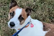 Four Dogs Stolen Daily Across UK in 2025, Police Data Reveals