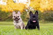 Four Dogs Stolen Daily in UK: Breeds Most at Risk Revealed