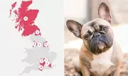 Four dogs stolen daily in UK last year: French bulldogs top list