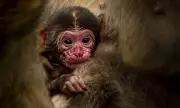 Four Endangered Baby Barbary Macaques Born at UK's Only Monkey Forest