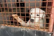 Four Paws Investigation Reveals Systemic Neglect in Romanian Dog Shelters