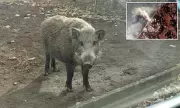 Fukushima Mutant Super Pigs Develop Rapid Breeding Abilities