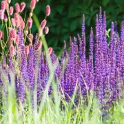 Gardener's 6 Easy Steps for Beautiful Summer Flowers in May