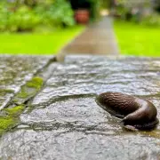 Gardeners Can Beat Slugs Using an Old Plant Pot You Already Own