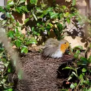 Gardeners Urged to Avoid Hedge Trimming in May to Protect Nesting Robins
