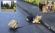 German Shepherd Reunited with Owner After Storm Escape in Oregon