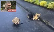 German Shepherd Tied to Cinder Block Abandoned During Oregon Storm