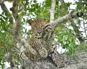 Global Wildlife: Leopard, Fox, Coyote Among Week's Best Photos