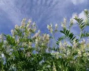 Goat's Rue: The Plant That Inspired a Diabetes Super Drug