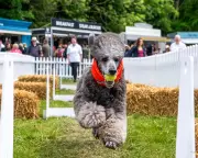 Goodwoof Festival: Dog Yoga, Agility, and Canine Celebrations at Goodwood