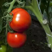 Grow Bigger Tomatoes This Summer with One Simple June Pruning Task