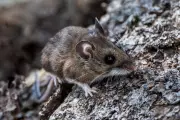 Hantavirus Outbreak on Cruise Ship: Three Dead, WHO Investigates