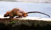Hantavirus Outbreak Risk: UK Sewer Rats Could Spread Fatal Virus