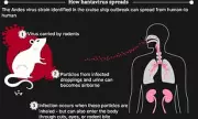 Hantavirus Super-Spreader Warning After Cruise Ship Exposure
