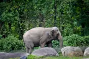 Happy the Elephant Euthanized at Bronx Zoo, Staff Mourn Beloved Pachyderm