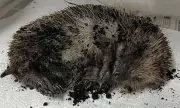 Hedgehog Dies After Schoolgirls Allegedly Threw It Around and Buried It Alive