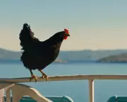 Hen Review: Plucky Chicken Beats Odds in Weirdly Uplifting Survival Story