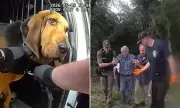 Heroic K-9 Boomer Locates Missing 96-Year-Old Man in Florida Woods