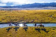 Horse Riding by Humans Pushed Back 1,000 Years, New Study Finds