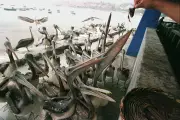 How Bird Poo Powered the Rise of an Ancient Peruvian Kingdom