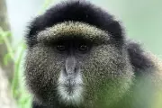 How eDNA Technology Is Revolutionizing Wildlife Conservation in Rwanda