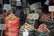 How Potato Diet Changed Andean Genetics for Generations