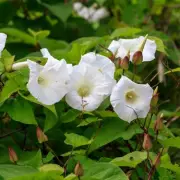 How to Stop Bindweed From Growing Back: Simple May Task for Gardeners