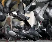 Humane Pigeon Control: A Proven Alternative to UK's Ineffective Methods