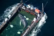 Humpback whale rescued off Germany found dead off Danish island
