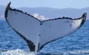Humpback Whale's 15,000km Journey Sets New Long-Distance Record