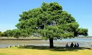 Hythe Scots Pine felling sparks Sycamore Gap comparisons