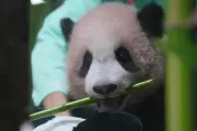Indonesia's first giant panda cub Rio set for historic public debut