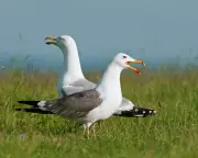 Inland Gulls: Mayhem and Mystery Thirty Miles from the Sea
