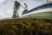 Invasive Plant Threatens Livelihoods in Colombia's Coastal Wetland