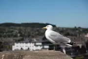 Inverness Council Spends £20k to Tackle Aggressive Urban Gull Problem