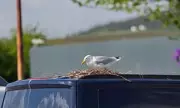 Inverness Declares War on Aggressive Seagulls with New Management Plan