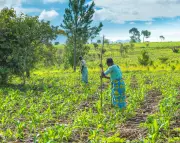 Iran War May Cause Food Shortages in Africa, Fertiliser Giant Warns